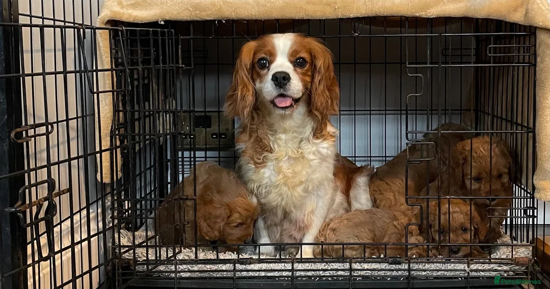 Cavapoo dogs for sale: ADORABLE CAVAPOO PUPPIES  - Advert 1