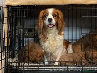 Cavapoo dogs ADORABLE CAVAPOO PUPPIES - Advert 3