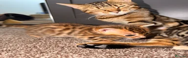 Male Bengal 4