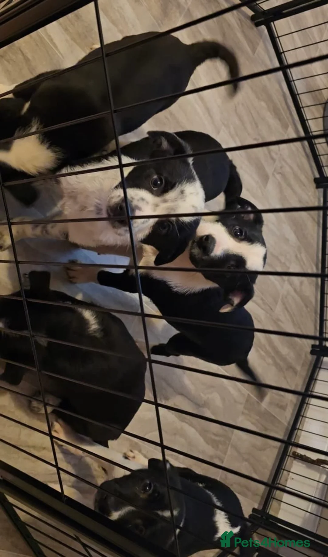 Border Collie dogs for sale: Border collie puppys - Advert 7