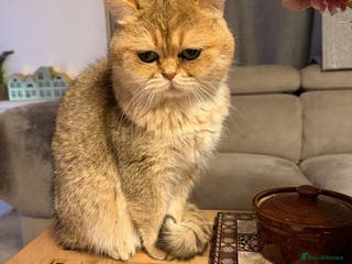 British Shorthair cats Gorgeous British shorthair boy - Advert 1