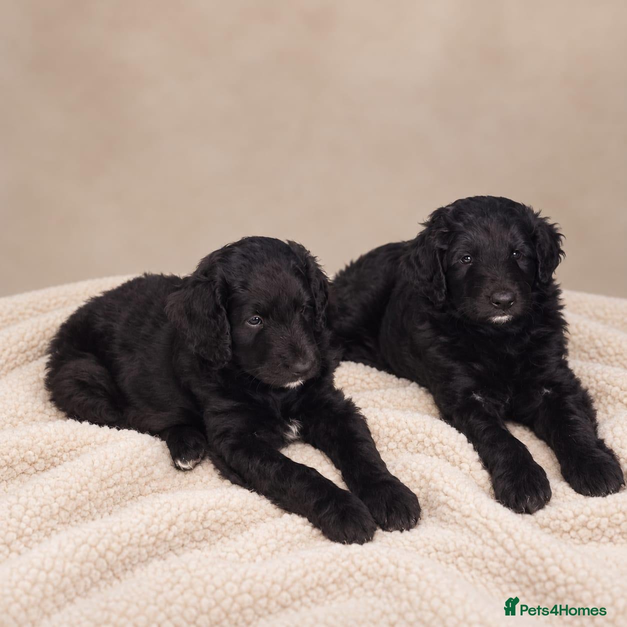 Bordoodle dogs Beautiful Home-Raised Bordoodle Puppies – 2 Girls - Advert 5