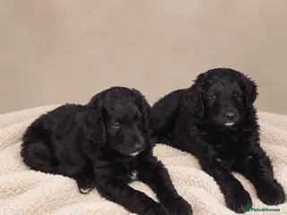 Bordoodle dogs Beautiful Home-Raised Bordoodle Puppies – 2 Girls - Advert 6