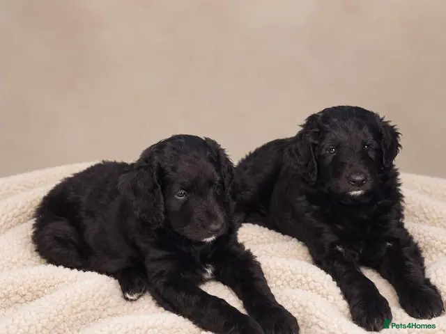 Bordoodle dogs Beautiful Home-Raised Bordoodle Puppies – 2 Girls - Advert 8