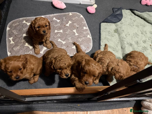 Cavapoo dogs - Advert 1