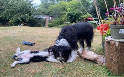 Mixed Breed dogs for sale: Collie mixed breed puppies - Image 14