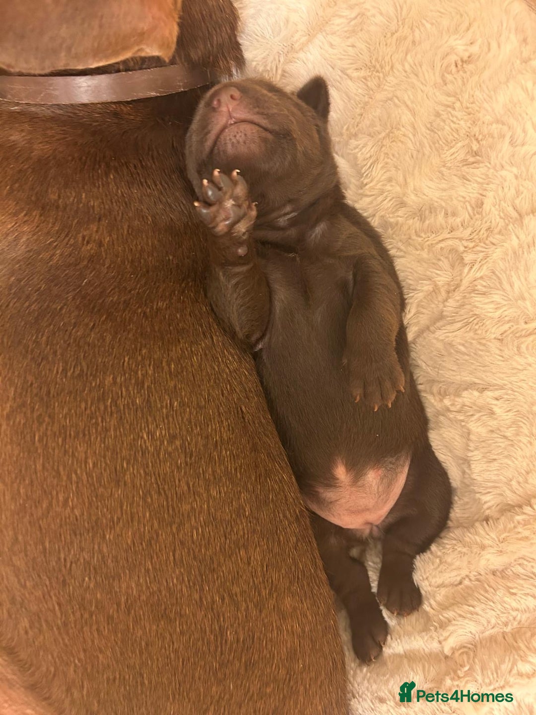 Patterdale Terrier dogs for sale: red patterdale pups  - Advert 9