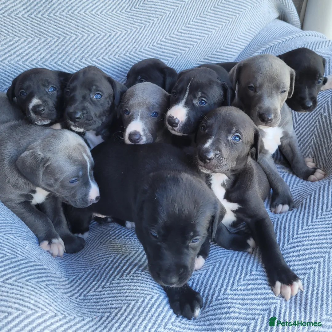 Lurcher dogs for sale: GREYHOUND X LURCHER PUPS - Advert 1