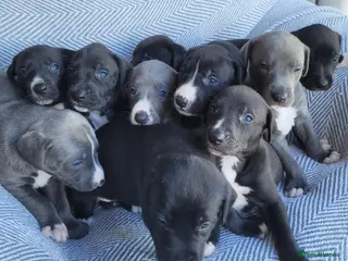 Lurcher dogs GREYHOUND X LURCHER PUPS - Advert 1