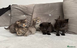 Mixed Breed cats for sale: 5 Beautiful Ragdoll x Kittens  - Image 1