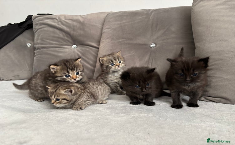Mixed Breed cats - Advert 11