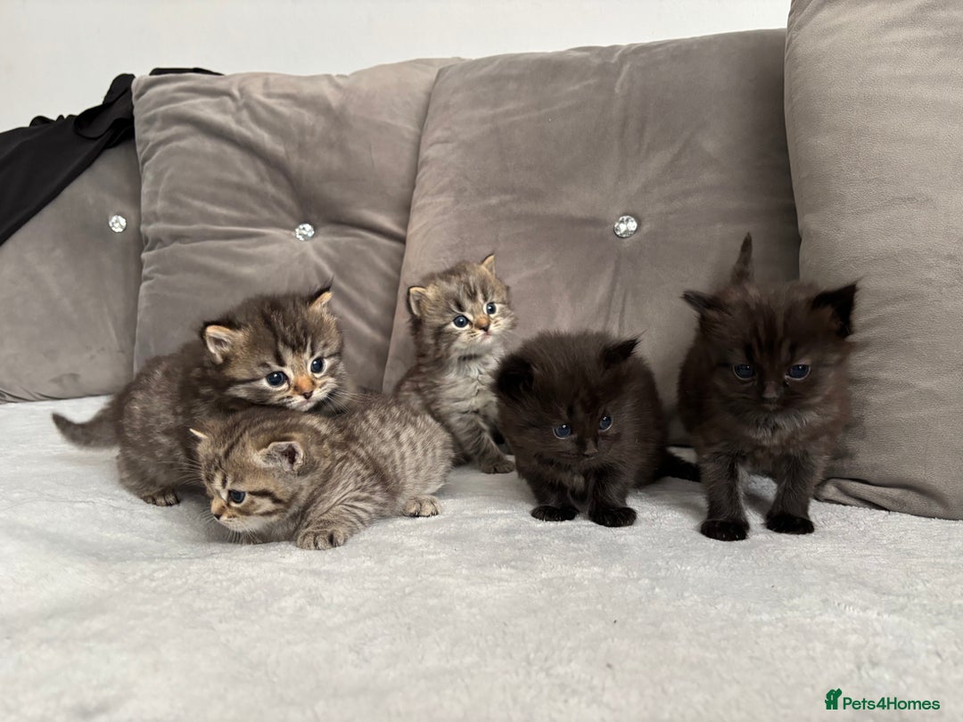 Mixed Breed cats for sale: 5 Beautiful Ragdoll x Kittens  - Image 1