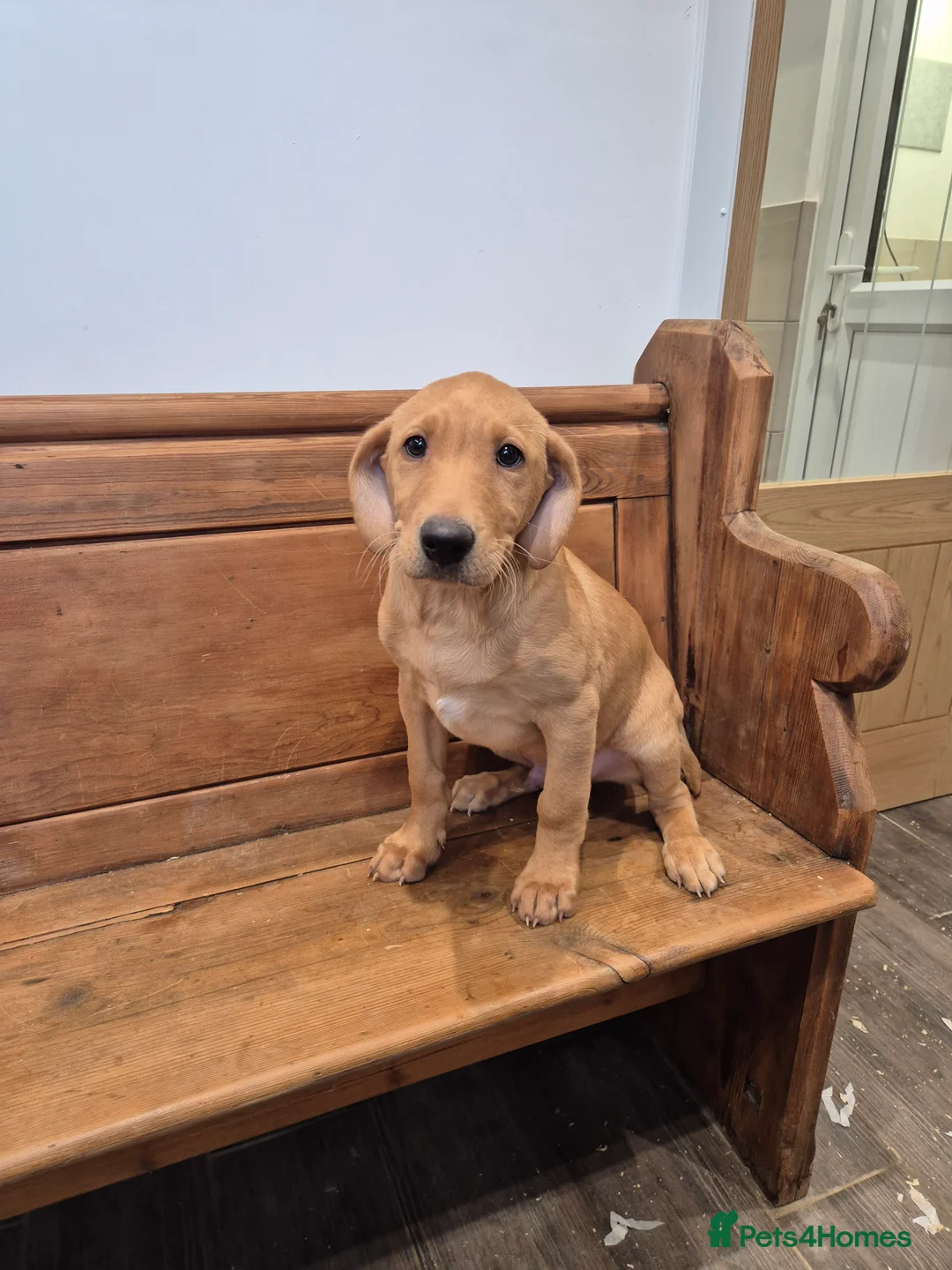 Labrador Retriever dogs for sale: KC Fox Red Male - Advert 2