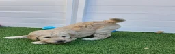 Goldendoodle dogs for sale: LAST girl left of Multigen.Goldendoodle Puppies!!! - Advert 22