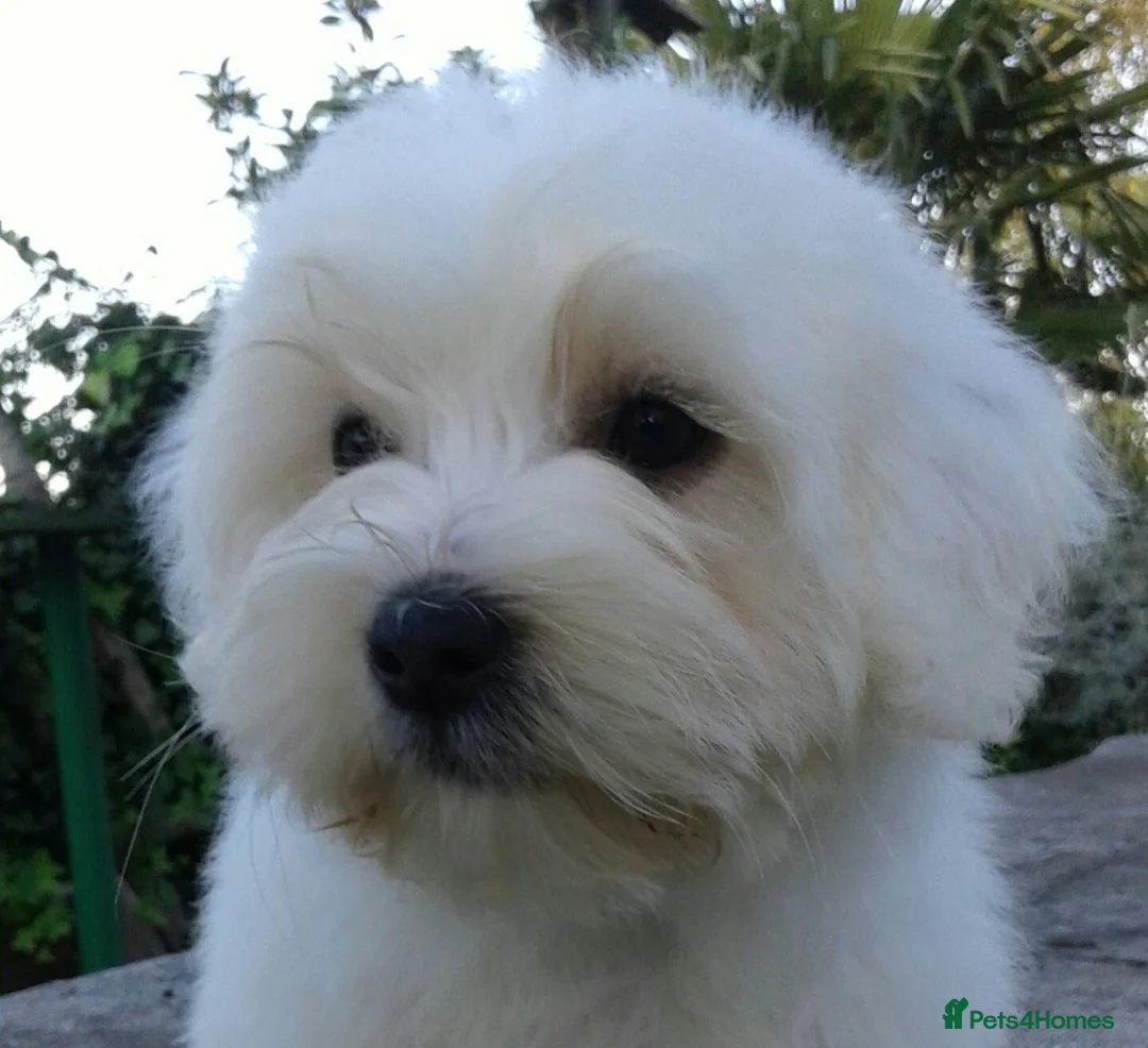 Coton De Tulear dogs for sale: K.C reg Coton de Tulear Puppies inc World Champion - Advert 36
