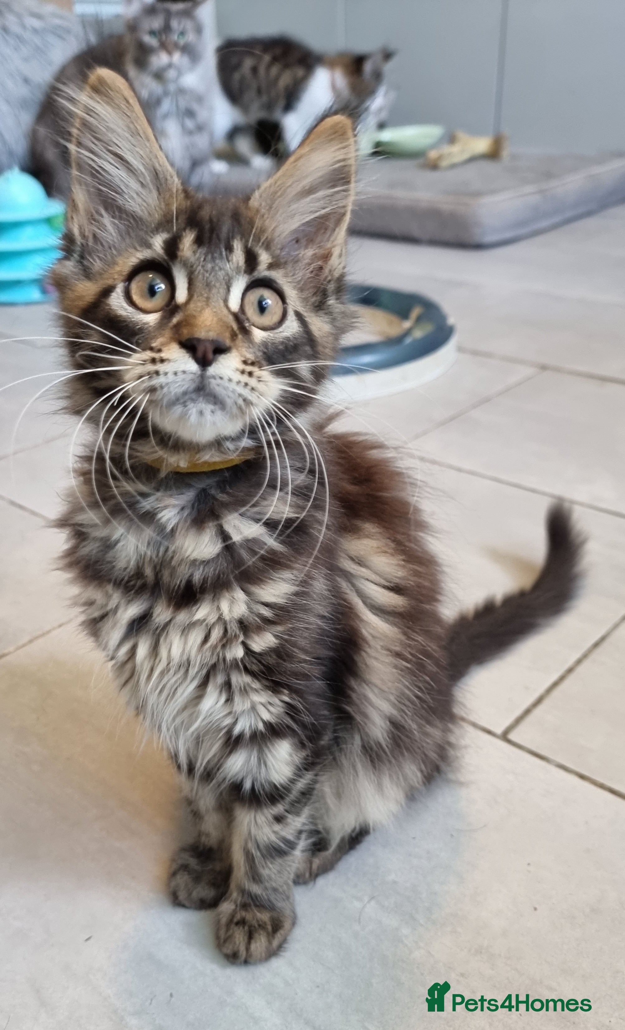 Maine Coon cats Tica registered ready now - Advert 5