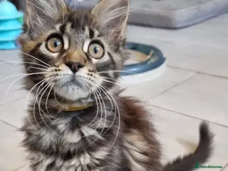 Maine Coon cats Tica registered ready now - Advert 11