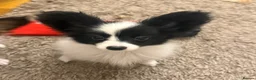 Papillon dogs for sale: Last Puppy - KC Registered Male Papillon for sale - Advert 2