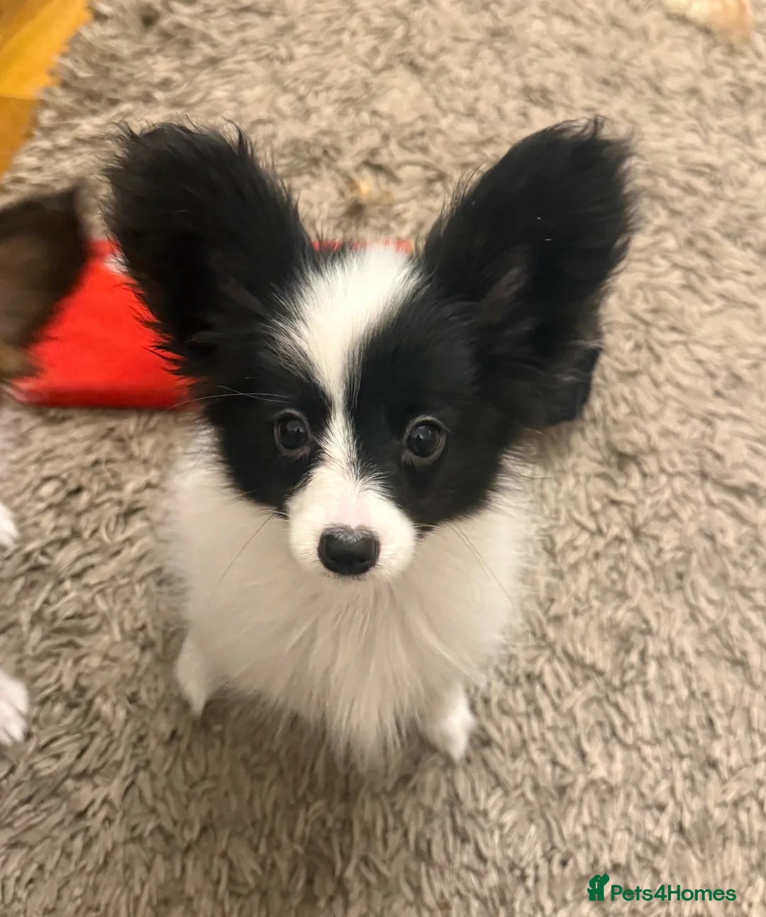 Papillon dogs for sale: Last Puppy - KC Registered Male Papillon for sale - Advert 2