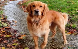 Golden Retriever dogs for stud: Gorgeous Stud Dog Angus - Image 5