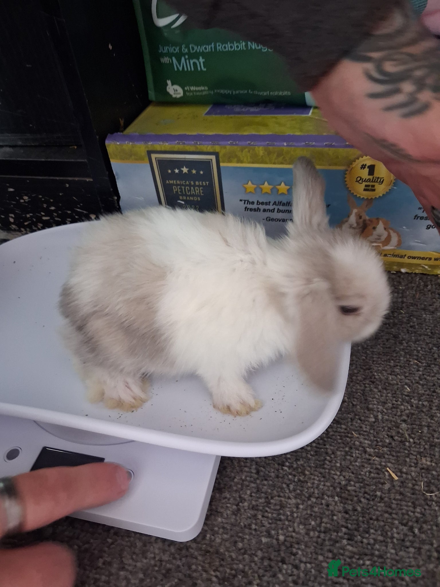 Mini Lop rabbits Baby purebred mini lops  - Advert 2
