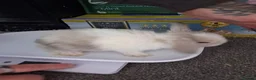 Mini Lop rabbits for sale: Baby purebred mini lops  - Advert 1