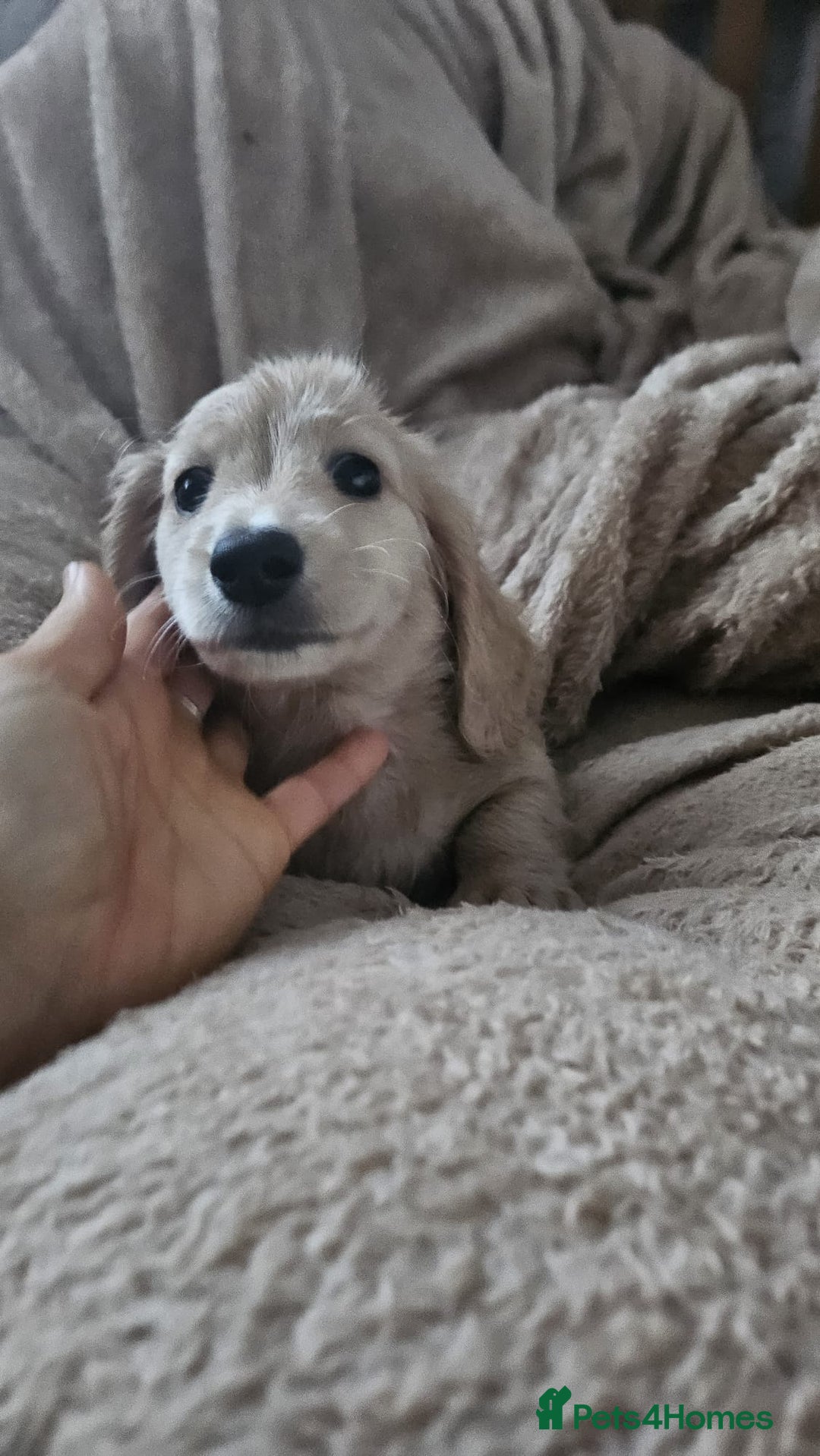Dachshund dogs for sale: Miniature dachshunds - Image 2