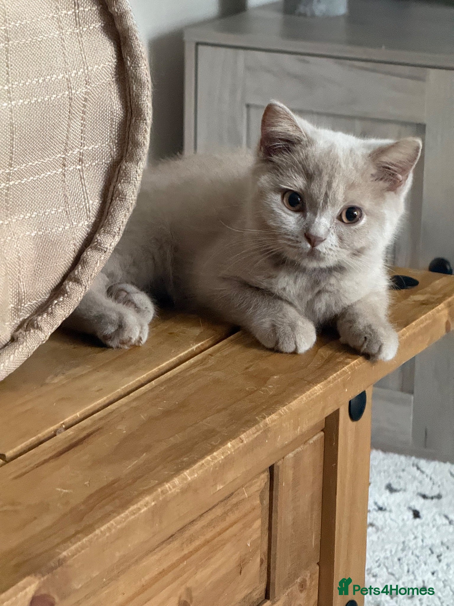 British Shorthair cats 🐾TICA REG BEAUTIFUL BSH 🐾   - Advert 1
