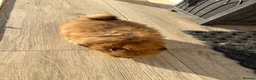 Pomeranian dogs for sale: Pomeranian Puppies LAST BOY LEFT  - Advert 9