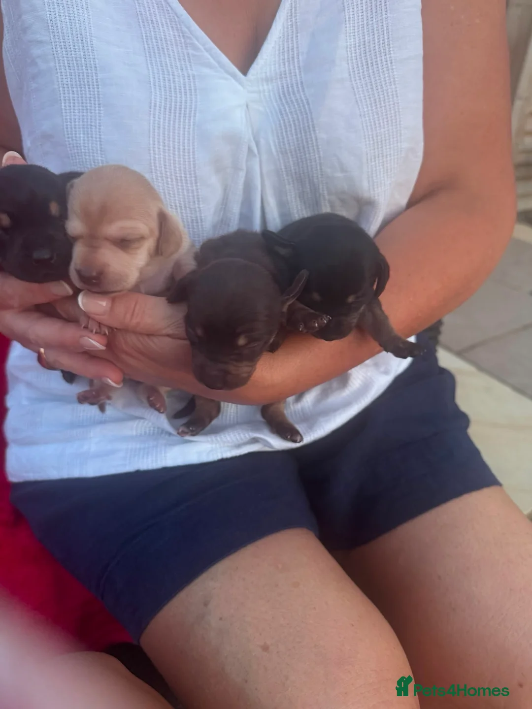 Dachshund dogs for sale: DACHSHUND PUPPIES READY 30TH AUGUST S - Advert 6