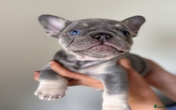 French Bulldog dogs for stud: Proven lilac & tan boy carrying cream & testable - Image 11