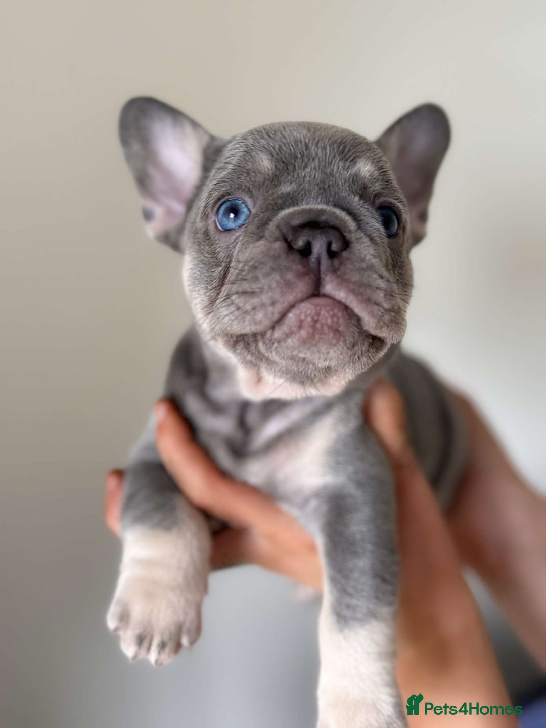 French Bulldog dogs for stud: Proven lilac & tan boy carrying cream & testable - Image 11