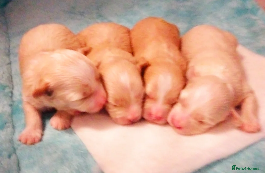 Maltipoo dogs for sale: Stunning F1 Maltpoo's 200+ Health Tests - Advert 1