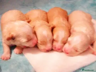 Maltipoo dogs Stunning F1 Maltpoo's 200+ Health Tests - Advert 9