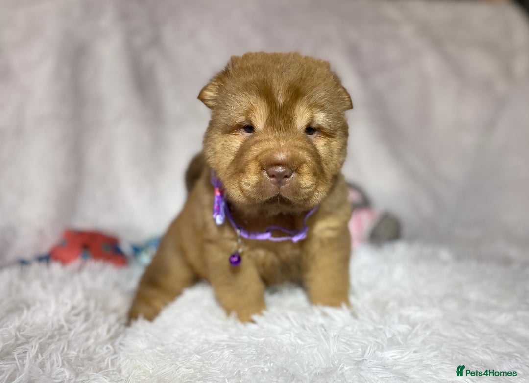Shar Pei dogs for sale: ⭐️Quality Shar pei puppies for sale⭐️ - Image 24