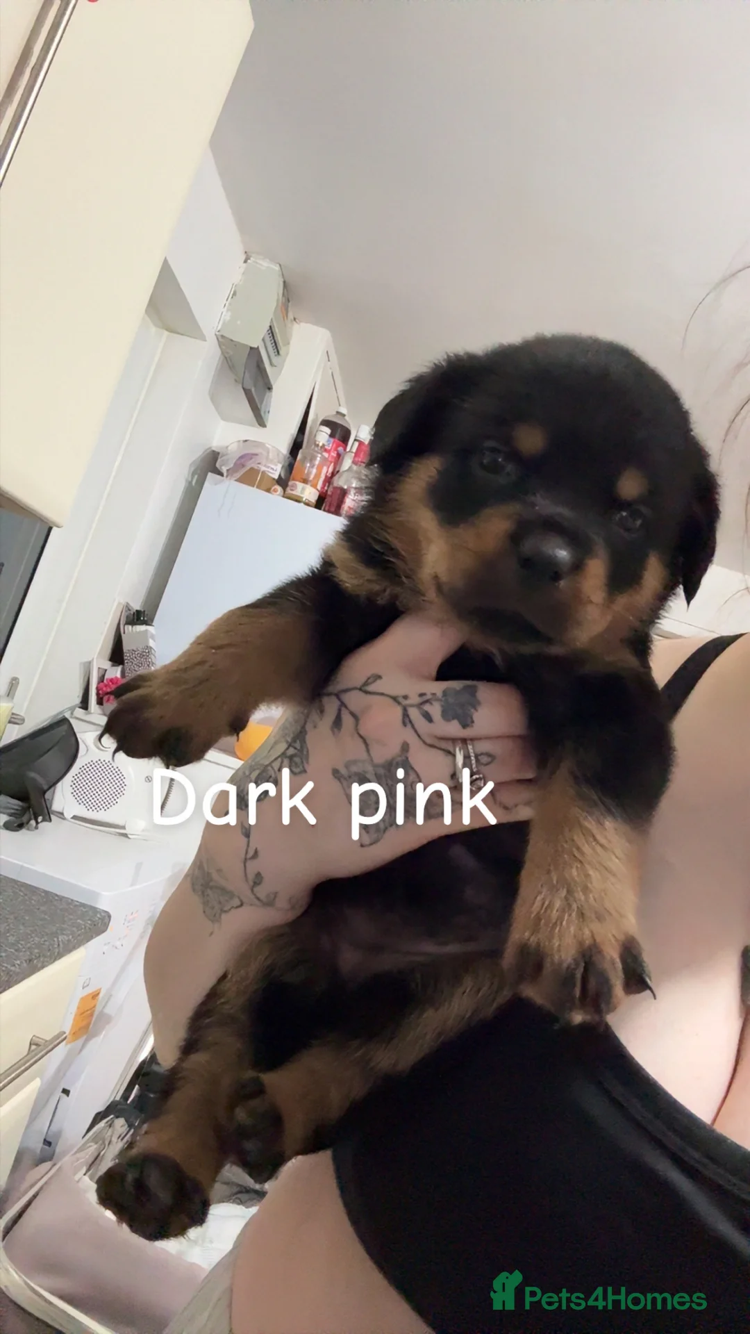 Rottweiler dogs for sale: 4 beautiful Girl Rottweiler pups left! - Advert 5