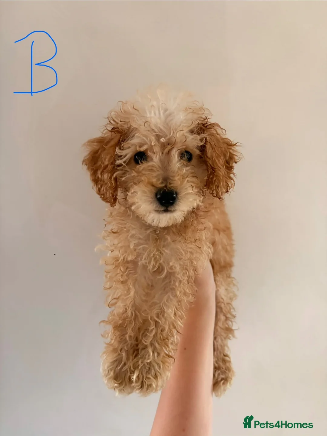 Podle Mini Miniature poodle pups ready for their forever home for sale in ...