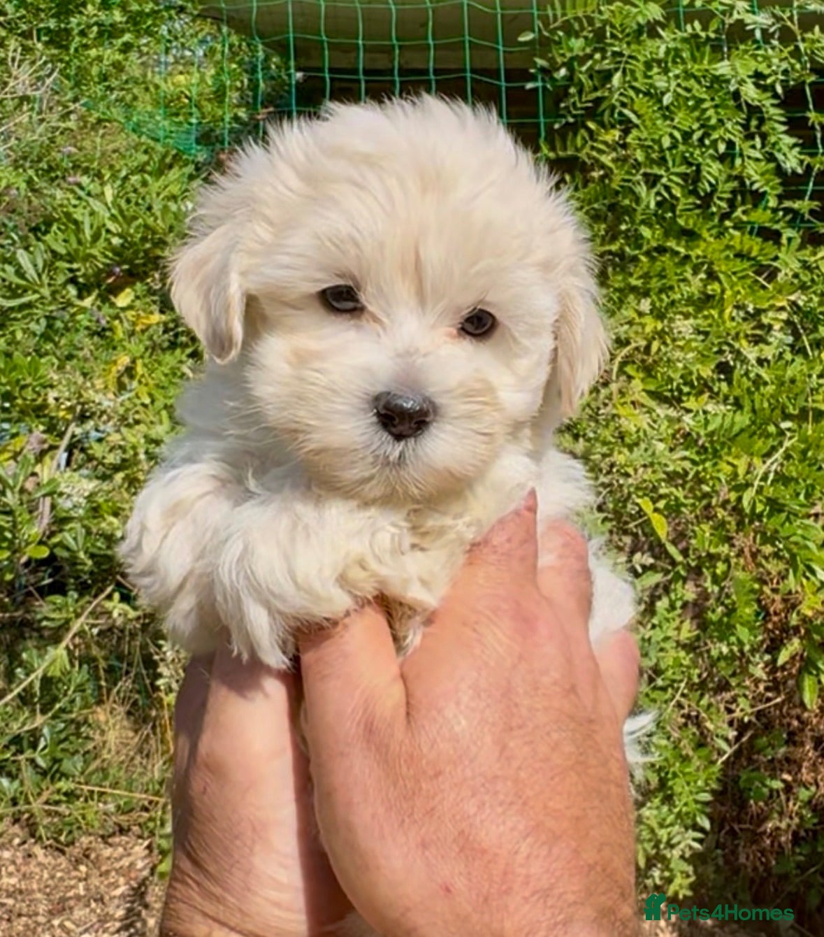 Maltipoo dogs Stunning Teddy Bear Toy Maltipoo Puppies  - Advert 1