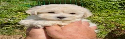 Maltipoo dogs for sale: Stunning Teddy Bear Toy Maltipoo Puppies  - Advert 1