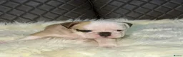 English Bulldog dogs for sale: Gorgeous English Bulldog Puppies Available in Manchester - Advert 6