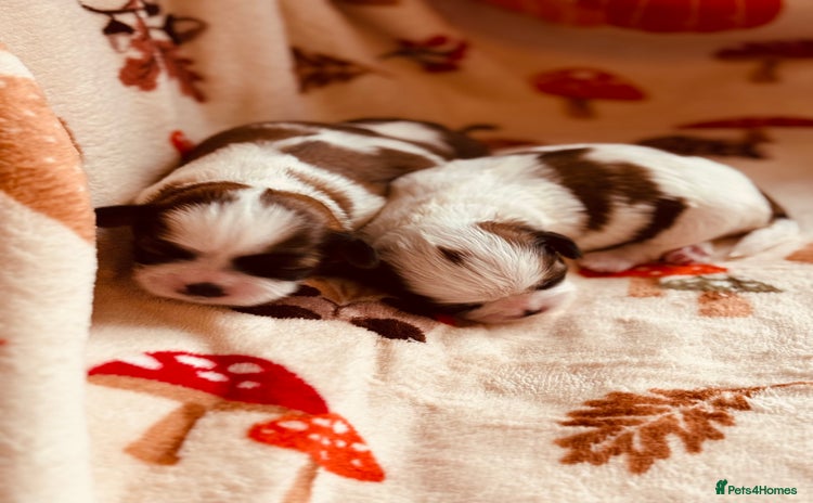 Shih Tzu dogs - Advert 2