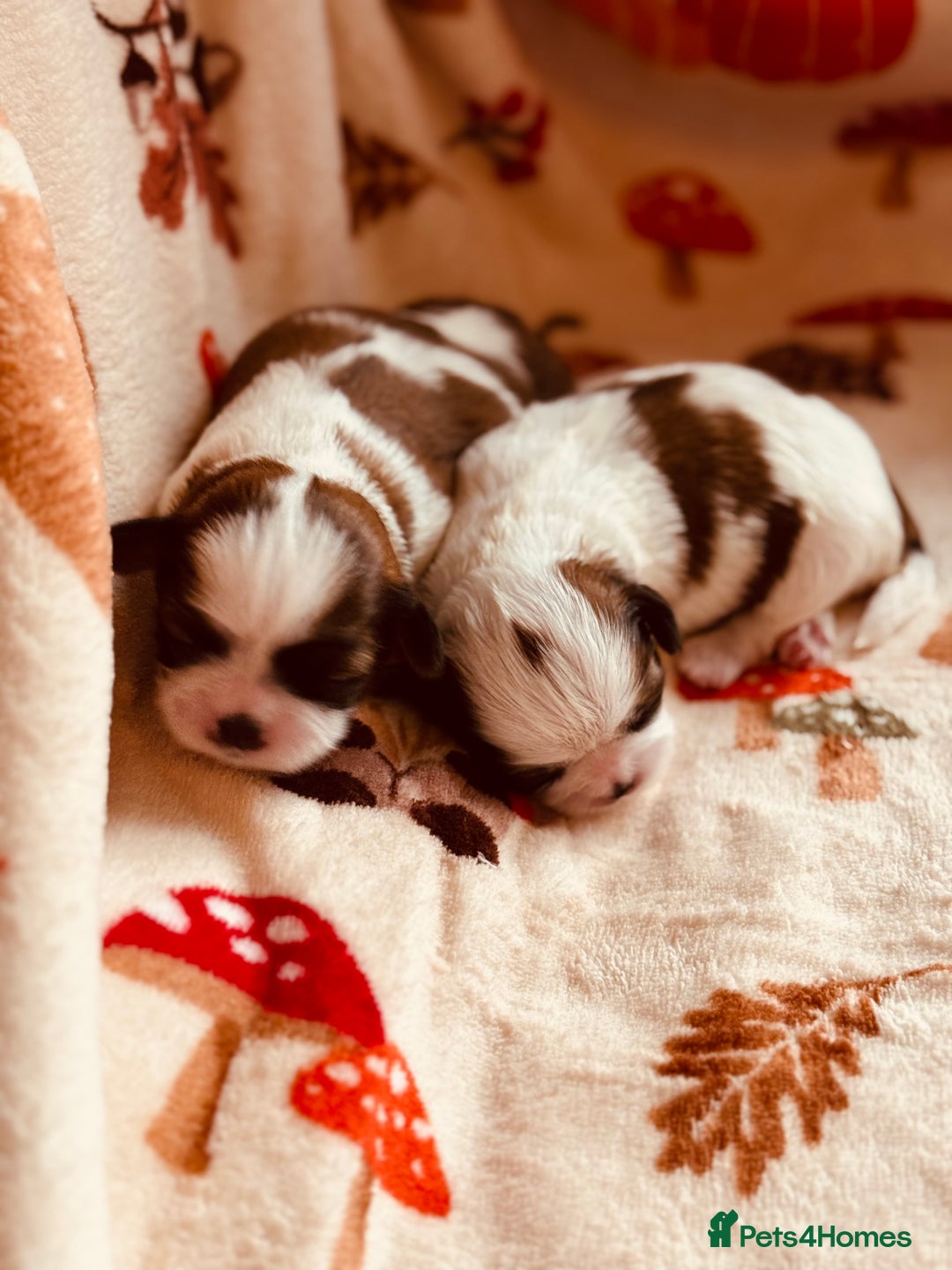 Shih Tzu dogs for sale: Shih tzu puppies - Image 1