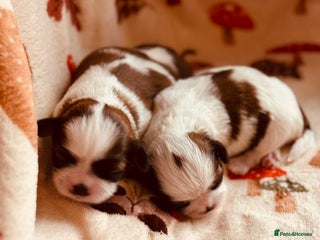 Shih Tzu dogs - Advert 4