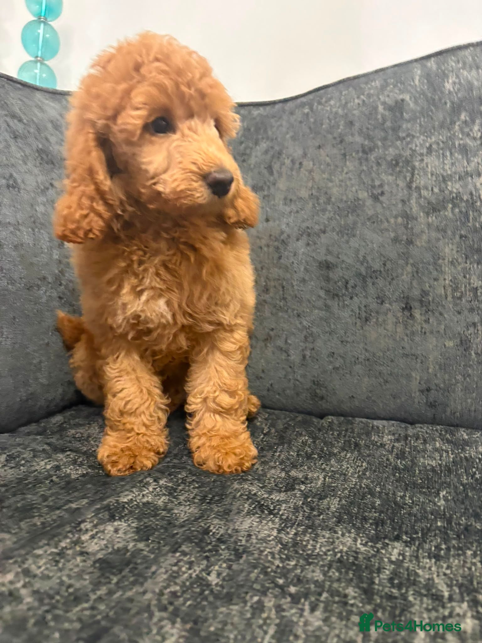 Mixed Breed dogs Poodle pups - Advert 9
