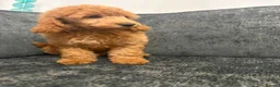 Mixed Breed dogs for sale: Poodle pups in Middlesbrough - Advert 7