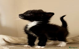 Domestic Shorthair cats for sale: Gorgeous Fluffy Kittens, ready now! - Image 1