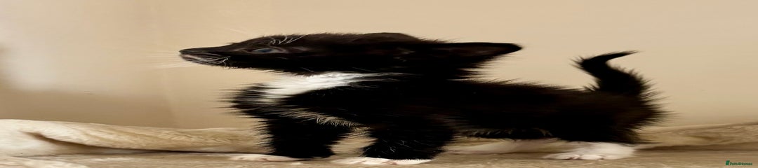 Domestic Shorthair Kitten 1