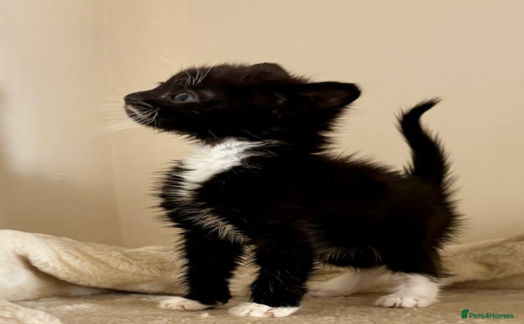 Domestic Shorthair cats - Advert 3