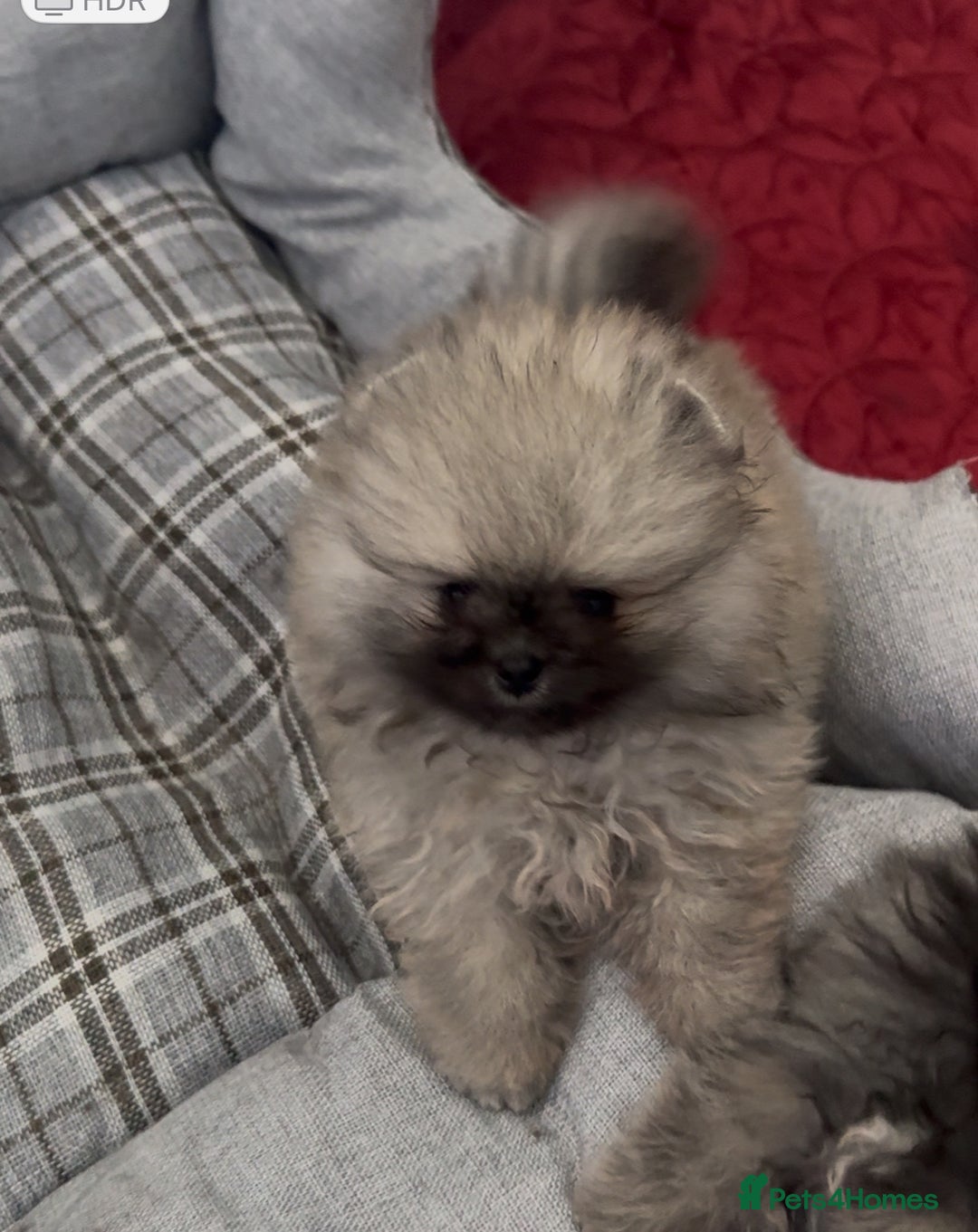 Pomeranian dogs for sale: Fabulous boys available to discerning pet homes - Advert 7