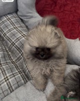 Pomeranian dogs - Advert 4